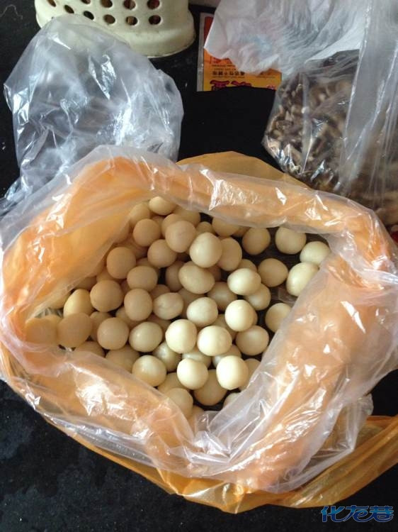 立夏果,终于立夏啦,终于天气要热起来啦,不过今天是阴天是什么鬼