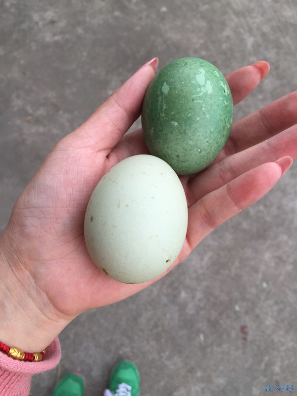 草绿色鸭蛋是5月23日下的,正常绿色是5月26日早上下的