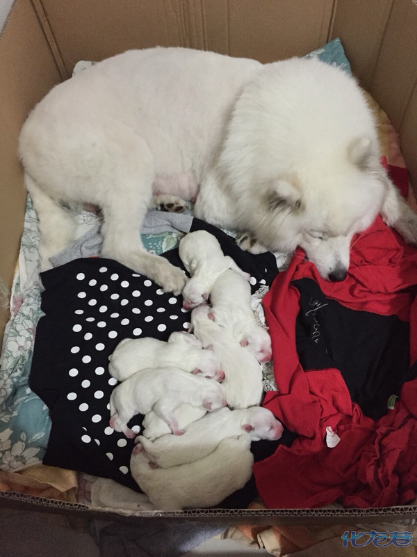 微笑天使萨摩耶生小宝宝啦……懵懵的…快来看看喽