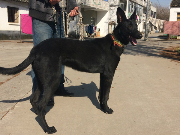 转让一周岁灵缇,雌性,全身黑色今年养的黑色灵缇一只,希望能为它找个