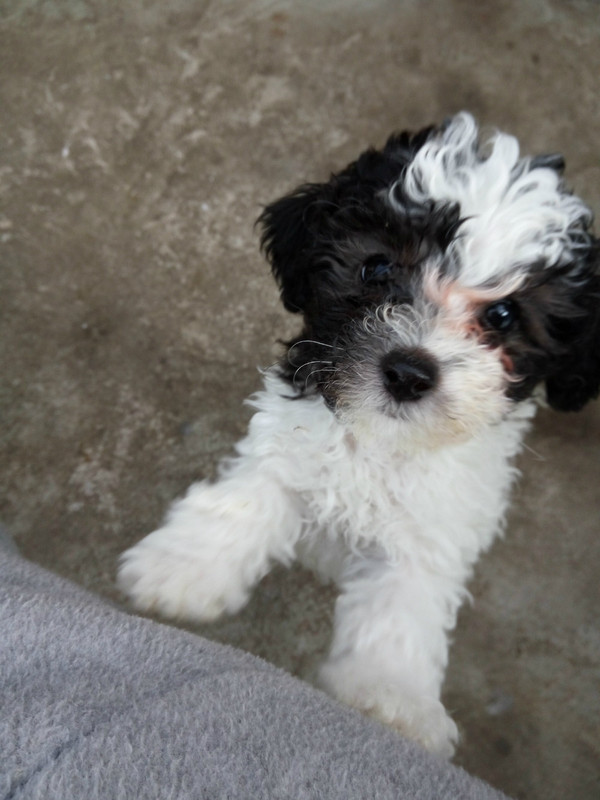 家养灰白花泰迪已经3个月了喜欢的联系