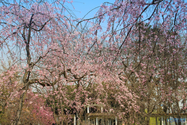 南京玄武湖的樱洲,樱花开得真棒!还真有点儿异国情调,真是醉了!