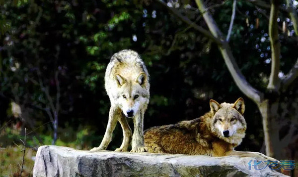 《奇幻森林》出续集了!连棕熊巴鲁都恋爱了