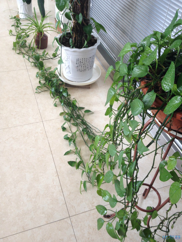 爱养花的过来,看看我种的绿波怎么样?感觉还是挺壮观的,色泽也不错