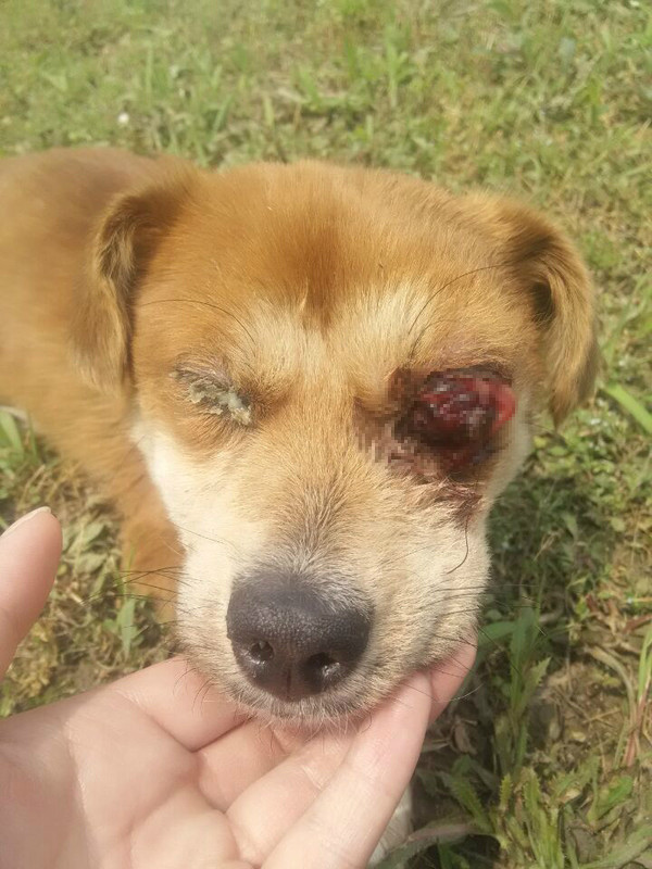 常州信息学校流浪狗狗被人恶意戳瞎双眼,丧尽天良遭雷劈!