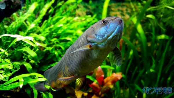 【出售】橙腹牙鱼,黄金眼镜蛇雷龙