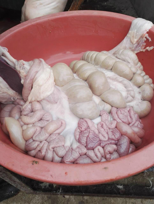 实拍金坛农村杀猪全过程城里多数人都没见过这场面血腥慎入