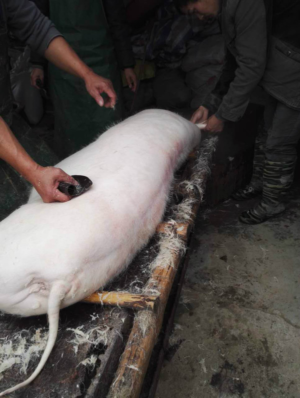 实拍金坛农村杀猪全过程城里多数人都没见过这场面血腥慎入