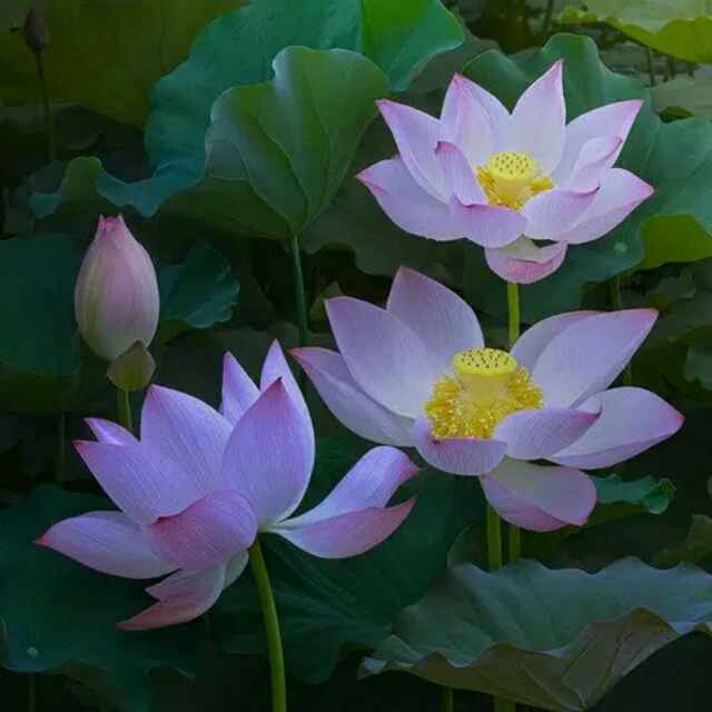 自己动手,丰衣足食!图:晒一晒常州奋斗中小情侣的租房饮食