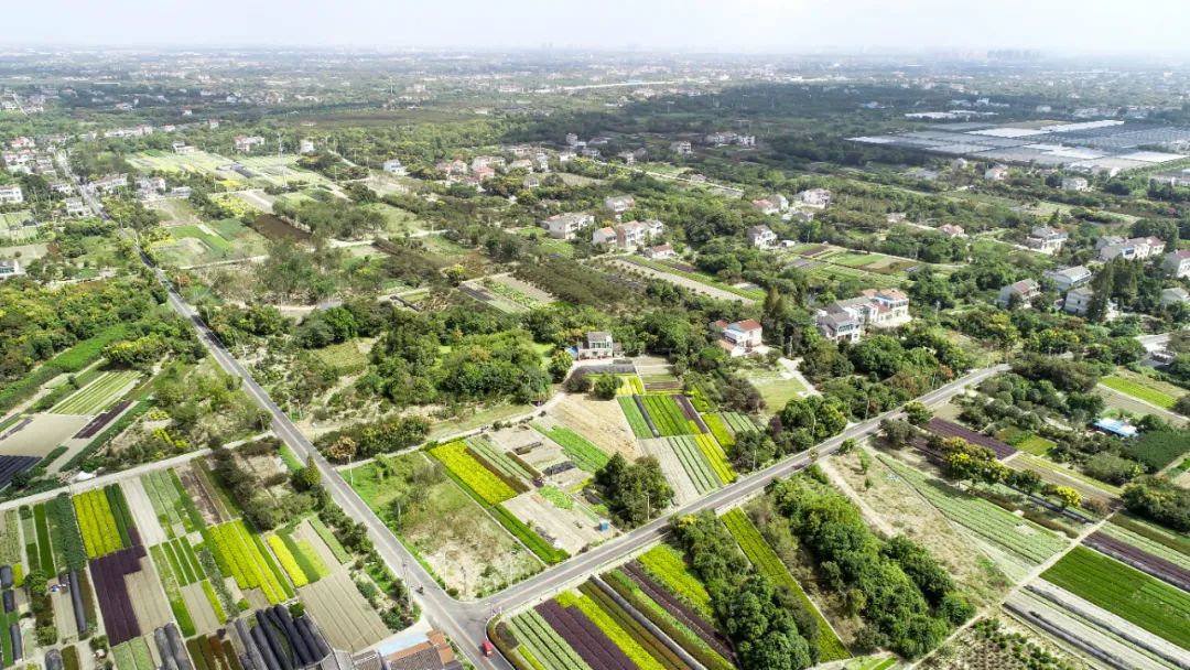 嘉泽镇:绽放中国花木之乡新魅力